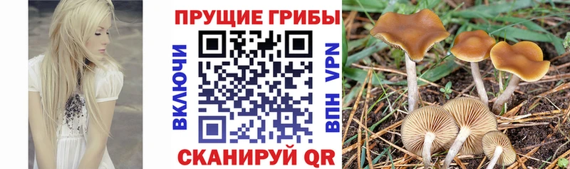 Псилоцибиновые грибы Cubensis  omg ссылки  Заречный 