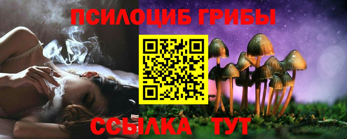 как найти закладки  Заречный  Псилоцибиновые грибы Psilocybe 